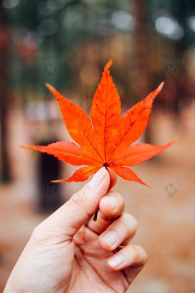 手 手势 握手 击掌 胜利 花  美丽 花朵 秋天 秋日 自然 环境