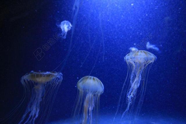 蓝色海水中的水母背景图片