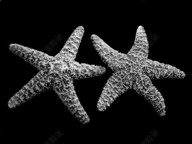 星星 闪光 明星 纹理 组织 材料 花纹 沙滩 海滩 书 书籍 阅读 动物   白色 浅色 黑白 简单 清新 黑色 暗色 黑白 昏暗
