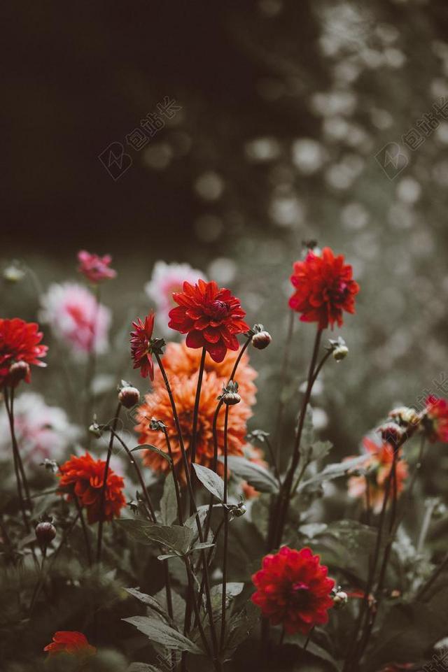 红色和黄色的鲜花背景图片