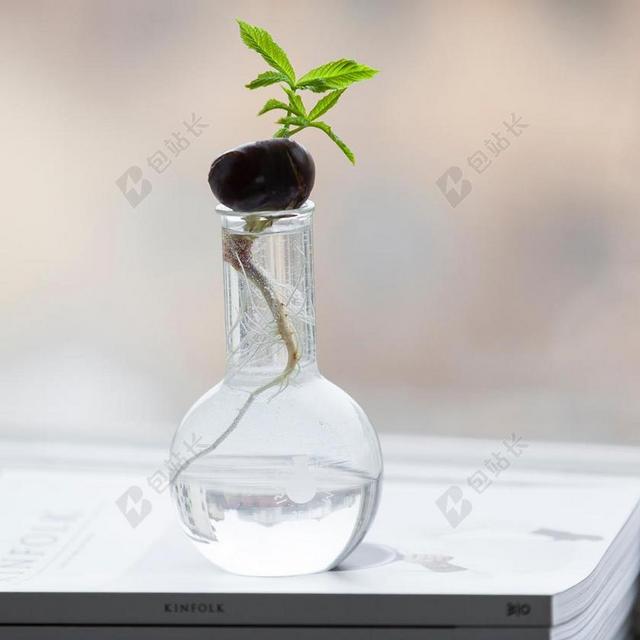 透明玻璃瓶里的树苗背景图片
