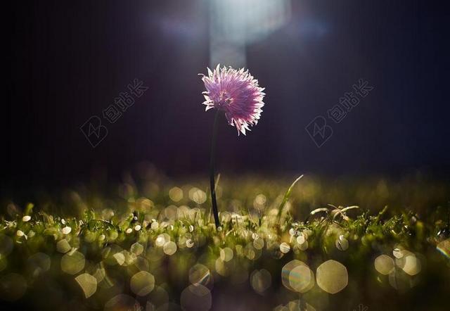 绿色草地上紫色的小花背景图片