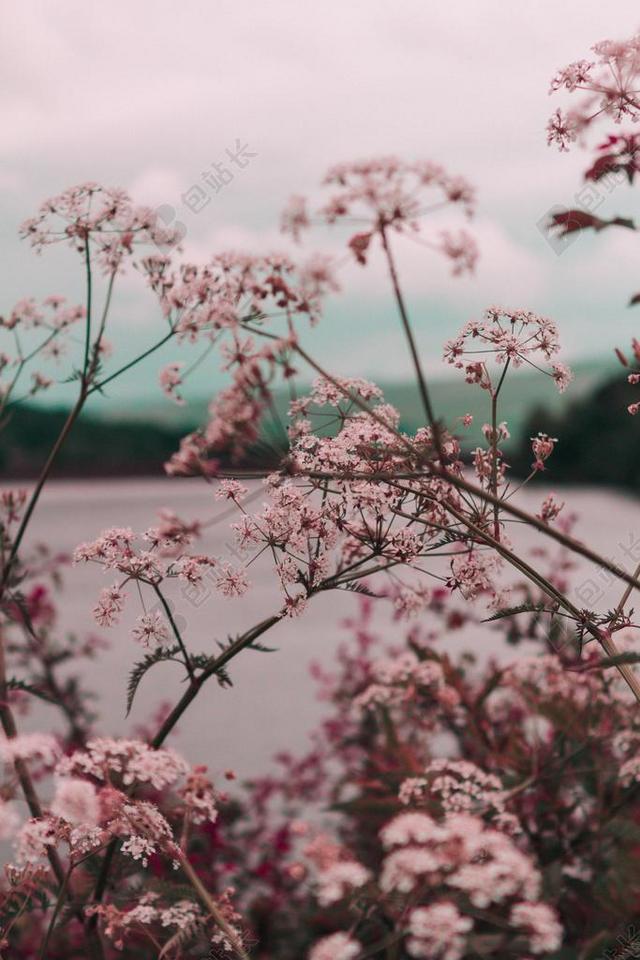 粉色的花团背景图片