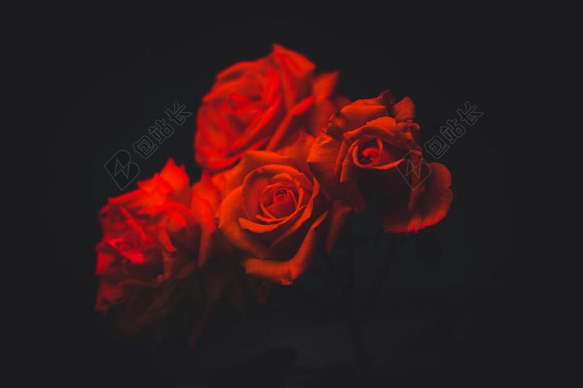 花 玫瑰 美丽 花朵 纹理 组织 材料 花纹  丽人 优雅 美丽 漂亮 女孩 女人 女性  爱情 恋爱 恋人 情人 情侣 浪漫 笔记本 账簿 手抄本 老人 智者 老者 树木 丛林 森林 可爱的 自然 环境 活力 树 树木 树林 森林 黑色 暗色 黑白 昏暗