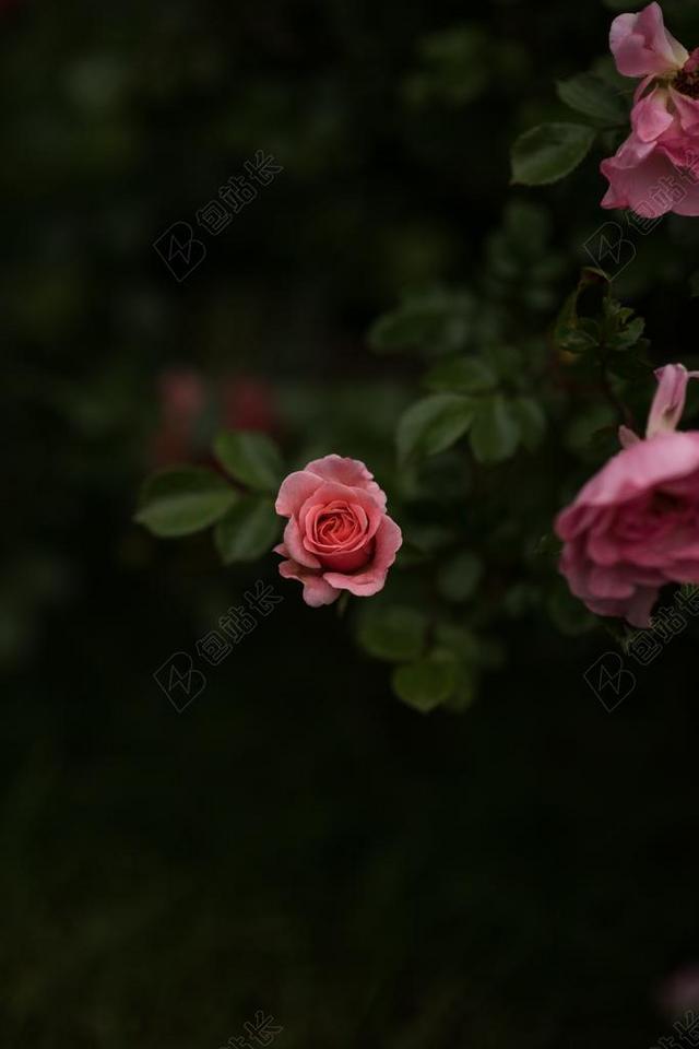 花 玫瑰 美丽 花朵 婚礼 喜庆 庆祝 节日 婚姻 爱人 恋人 情侣  爱情 恋爱 恋人 情人 情侣 浪漫 老人 智者 老者 自然 环境 可爱的 黑色 暗色 黑白 昏暗 白色 浅色 黑白 简单 清新