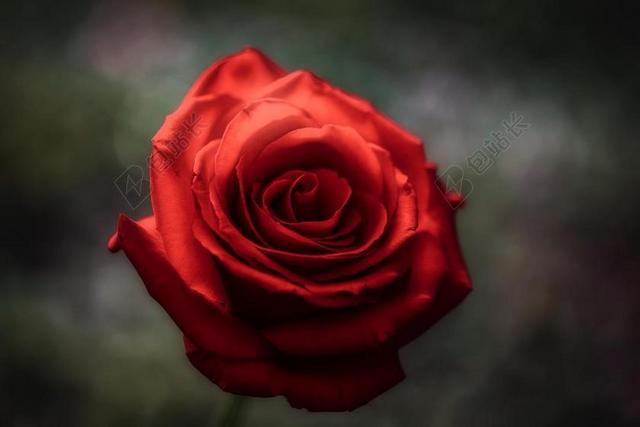 花 玫瑰 美丽 花朵 美女 丽人 优雅 美丽 漂亮 女孩 女人 女性 灯光 光线 激光 打火机