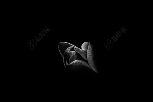 花 玫瑰 美丽 花朵 白色 浅色 黑白 简单 清新 黑色 暗色 黑白 昏暗