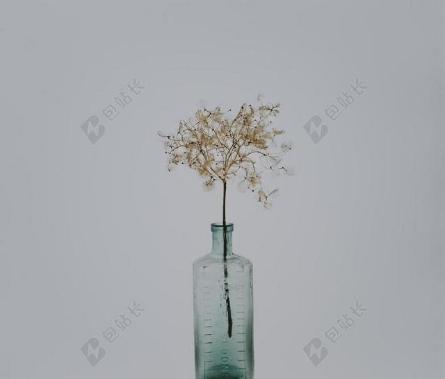 花 玫瑰 美丽 花朵 复古 酿酒 古典 收获  爱情 恋爱 恋人 情人 情侣 浪漫 草地 草坪 草丛 可爱的 白色 浅色 黑白 简单 清新