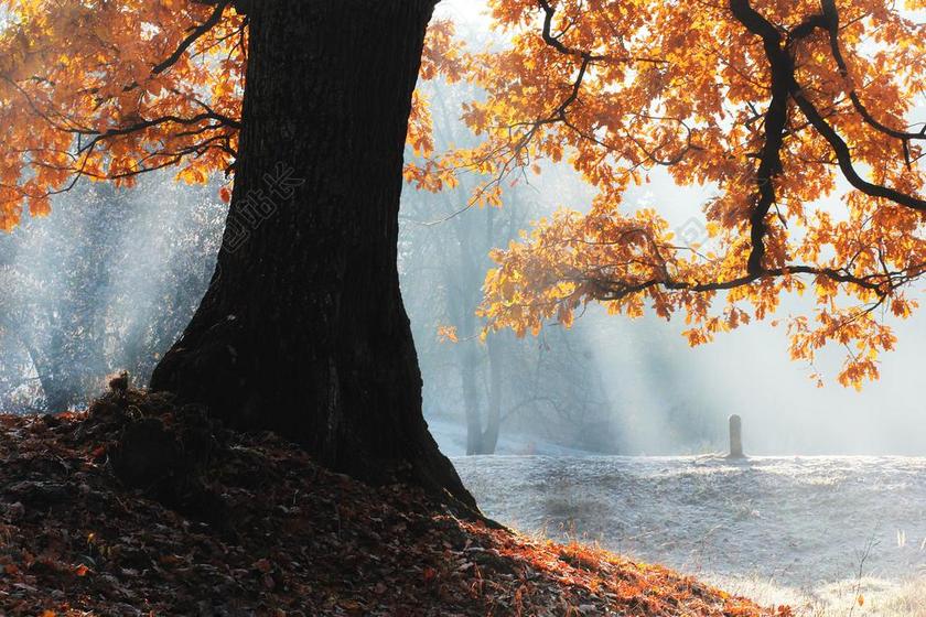 摄影自然秋天枯叶背景图片