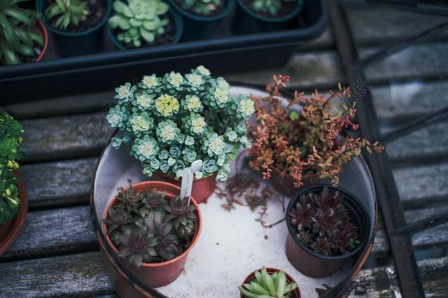 花 玫瑰 美丽 花朵 农场 农田 庄园 花园 园林 园艺 植物 花 家 家园 家居 故乡 美丽 休闲 蔬菜 素食 素食主义 绿色食品 自然 环境