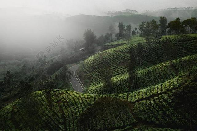 清晨的绿色茶园背景图片