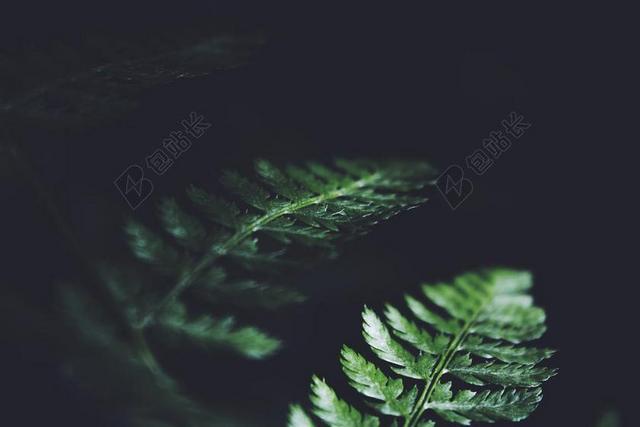 绿色的草叶背景图片