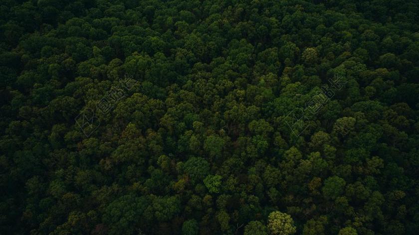 绿色的茂盛森林背景图片