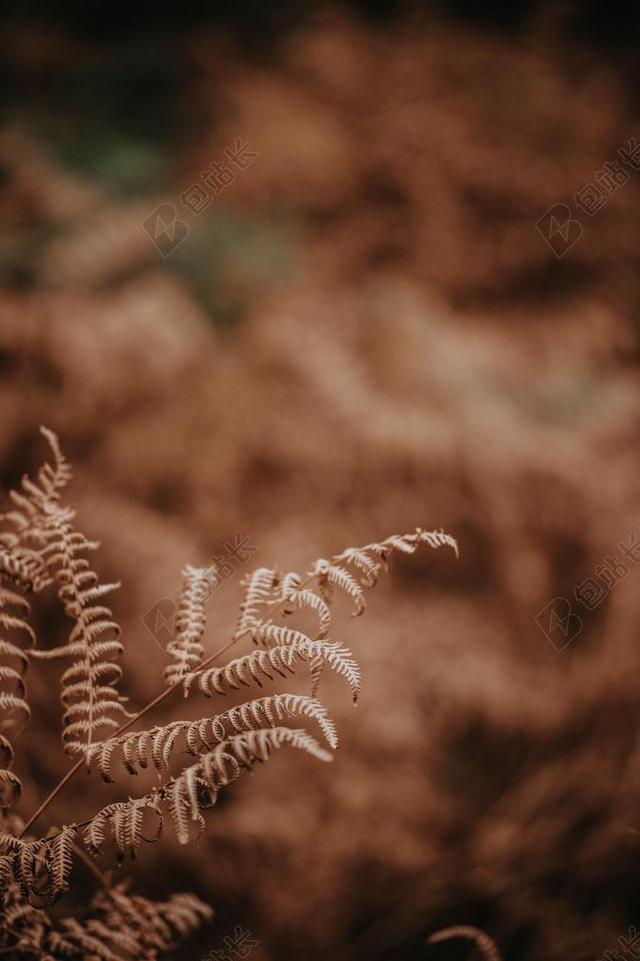 花 玫瑰 美丽 花朵 风景 风光 美景 田园 山水 墙 围墙 表面 隔阂 背景 美女 丽人 优雅 美丽 漂亮 女孩 女人 女性 肖像 人物特写 画像 自然 环境 写字 文章 书籍 秋天 秋日  书 书籍 阅读 全身像 建筑 结构 建筑物 建筑学