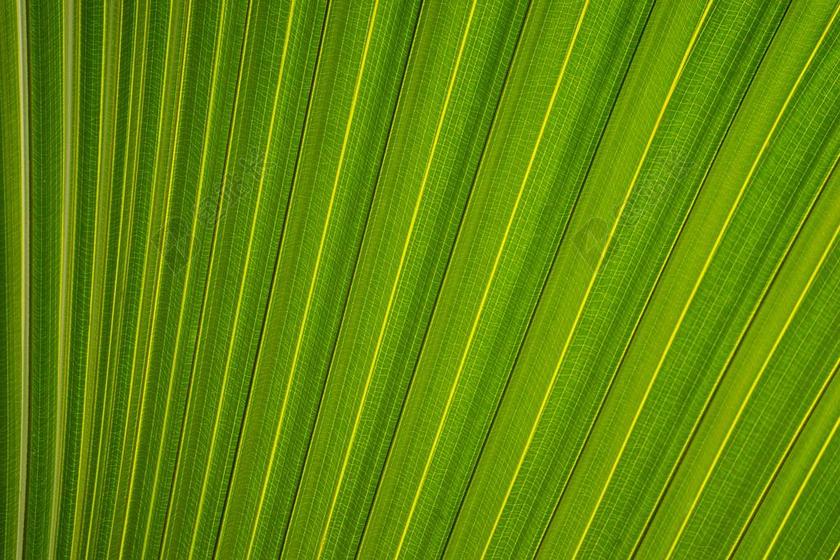 绿色的树叶背景图片