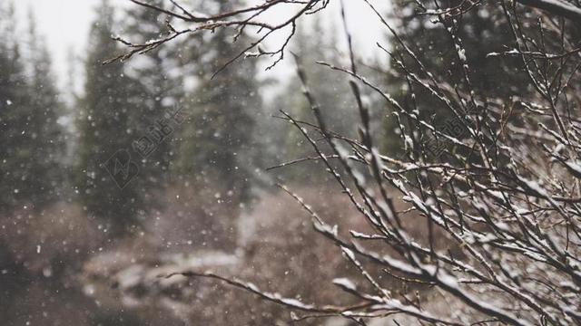 冬天枝头的积雪背景图片