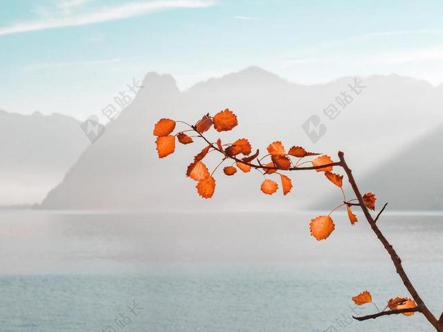 清晨的白雾和黄色的枯叶背景图片