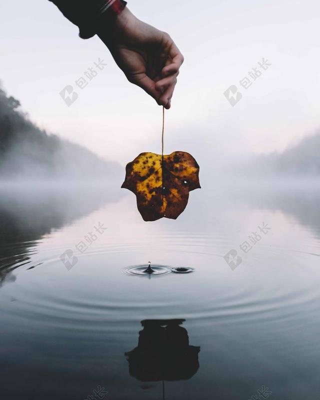 男人手中的枯叶和湖面背景图片