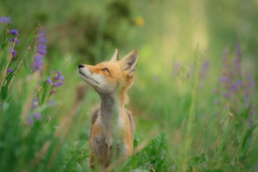 会议 会晤 见面 约会 遇见 商务     星空 太空 空间  花 玫瑰 美丽 花朵  风景 风光 美景 田园 山水  美女 丽人 优雅 美丽 漂亮 女孩 女人 女性   创意 艺术 个性  爱情 恋爱 恋人 情人 情侣 浪漫 朋友 友谊 友情 红酒 白酒 葡萄酒 饮料 喝酒 饮水  肖像 人物特写 画像 自然 环境 狮子 动物 狗 可爱的  积极 阳光 上进    山 山峰 顶峰 景色  山 山峦 山峰