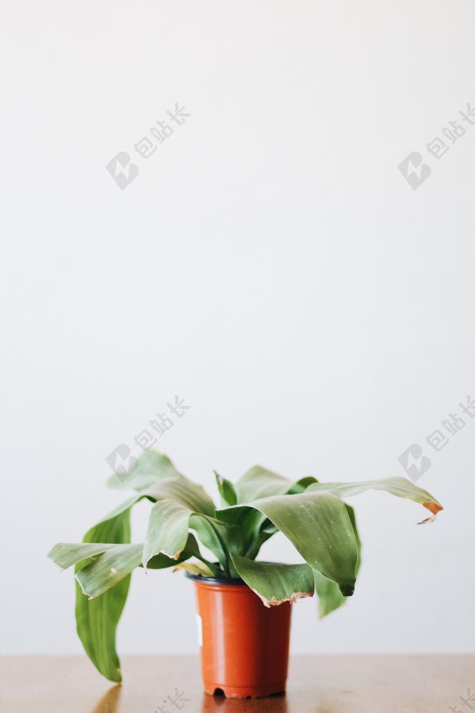 太空 空间  花 玫瑰 美丽 花朵 城市 都市 时尚 现代化  墙 围墙 表面 隔阂 背景 创意 艺术 个性  爱情 恋爱 恋人 情人 情侣 浪漫 秋天 秋日 可爱的 工作 职业 职场 商务 IPHONE 苹果 苹果手机 商务 白色 浅色 黑白 简单 清新