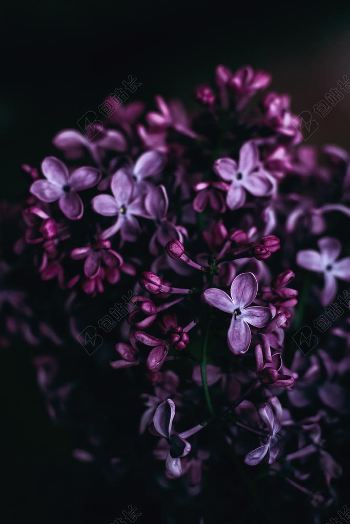 太空 空间   星星 闪光 明星  花 玫瑰 美丽 花朵   丽人 优雅 美丽 漂亮 女孩 女人 女性 花园 园林 园艺 植物 花 瑜伽 健身 形体 女性 爱情 恋爱 恋人 情人 情侣 浪漫 肖像 人物特写 画像 天空 自然 环境 树木 丛林 森林 书 书籍 阅读 清新 新鲜 可爱的 健身 锻炼 运动 保养 活力 树 树木 树林 森林 黑色 暗色 黑白 昏暗