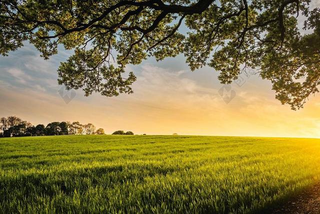 黄绿自然清新阳光下的稻田等农业谁到的农田背景图片