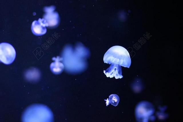 海水中透明的水母背景图片