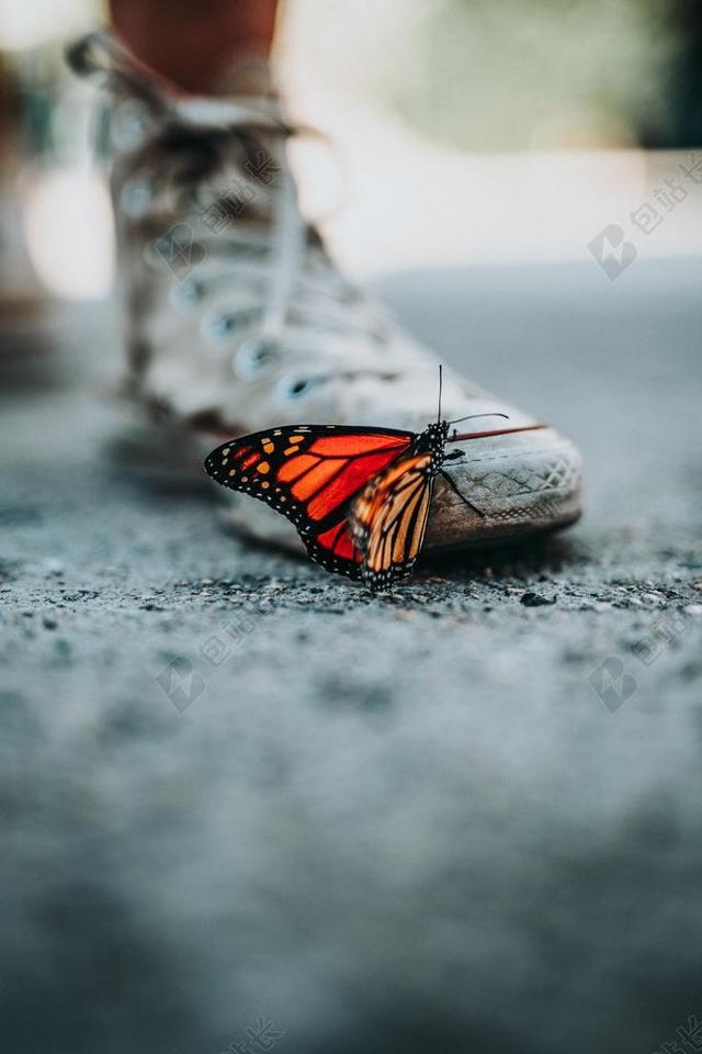 地面的蝴蝶和鞋子背景图片