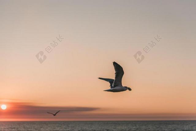日落 夕阳 太阳 幸福 快乐 高兴 家庭 甜蜜  天空 沙滩 海滩 动物 云 云朵 天空 雨 下雨 惬意