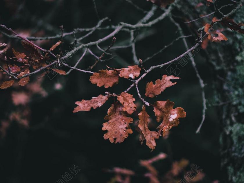 丽人 优雅 美丽 漂亮 女孩 女人 女性  墙 围墙 表面 隔阂 背景 冬季 冬天 新年 树木 丛林 森林 书 书籍 阅读 秋天 秋日 树 树木 树林 森林  活力