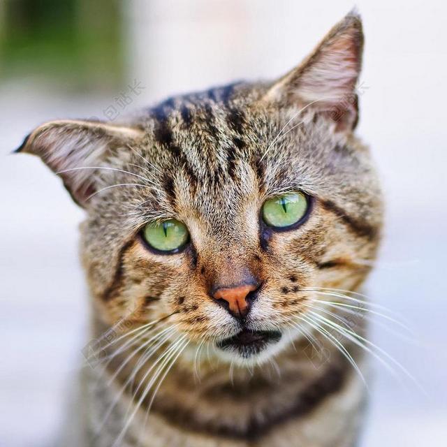 棕色的猫背景图片