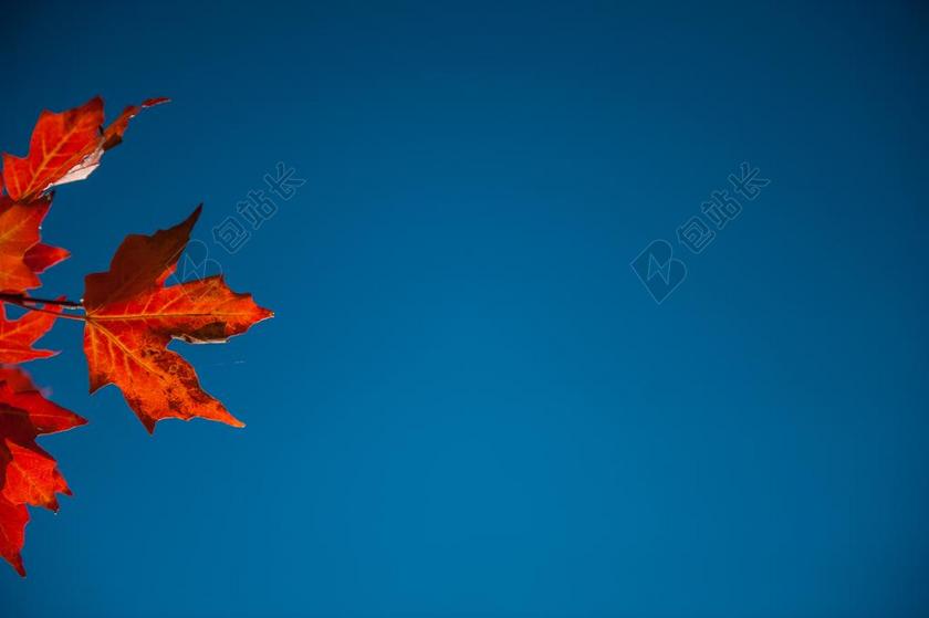 阅读 书籍 学习 秋天 秋日