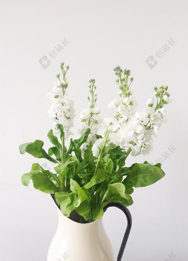 白色花瓶里白色小花背景图片
