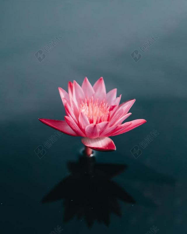 池塘里绽放的粉色荷花背景图片