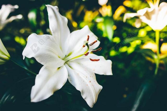 花 玫瑰 美丽 花朵  丽人 优雅 美丽 漂亮 女孩 女人 女性 花园 园林 园艺 植物 花  夏日 夏季 热情 自然 环境  白色 浅色 黑白 简单 清新