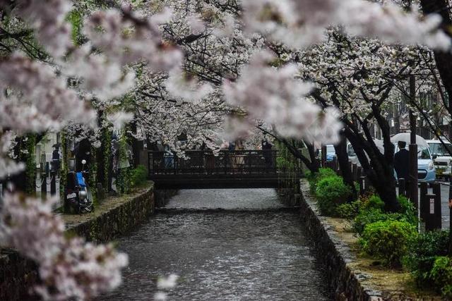 日本白色的樱花背景图片