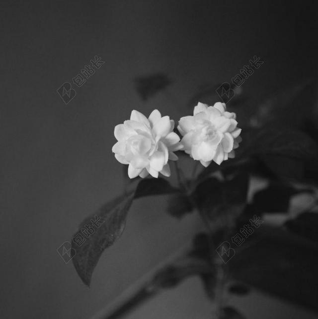 花 玫瑰 美丽 花朵  丽人 优雅 美丽 漂亮 女孩 女人 女性  自然 环境 白色 浅色 黑白 简单 清新 黑色 暗色 黑白 昏暗