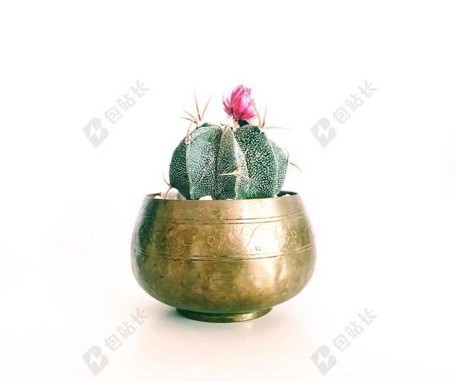 花 玫瑰 美丽 花朵 美女 丽人 优雅 美丽 漂亮 女孩 女人 女性 灯光 光线 激光 打火机  复古 酿酒 古典 收获 商场 店铺 商家 购物 生日 生辰 节日 诞辰 花园 园林 园艺 植物 花 桌子 台子 书桌 办公 家 家园 家居 故乡 美丽 休闲 老人 智者 老者 学生 学员 青少年 母亲 母爱 窗户 活力 白色 浅色 黑白 简单 清新 黑色 暗色 黑白 昏暗