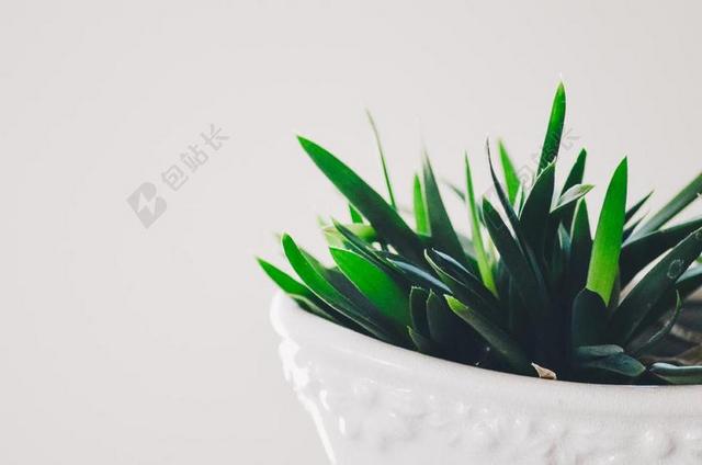 花 玫瑰 美丽 花朵 花园 园林 园艺 植物 花   自然 环境 白色 浅色 黑白 简单 清新