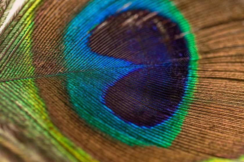 花 玫瑰 美丽 花朵 纹理 组织 材料 花纹  丽人 优雅 美丽 漂亮 女孩 女人 女性 灯光 光线 激光 打火机  创意 艺术 个性 营销 推广 商务 市场 策划 爱情 恋爱 恋人 情人 情侣 浪漫 朋友 友谊 友情 家 家园 家居 故乡 美丽 休闲 自然 环境 动物 可爱的 活力