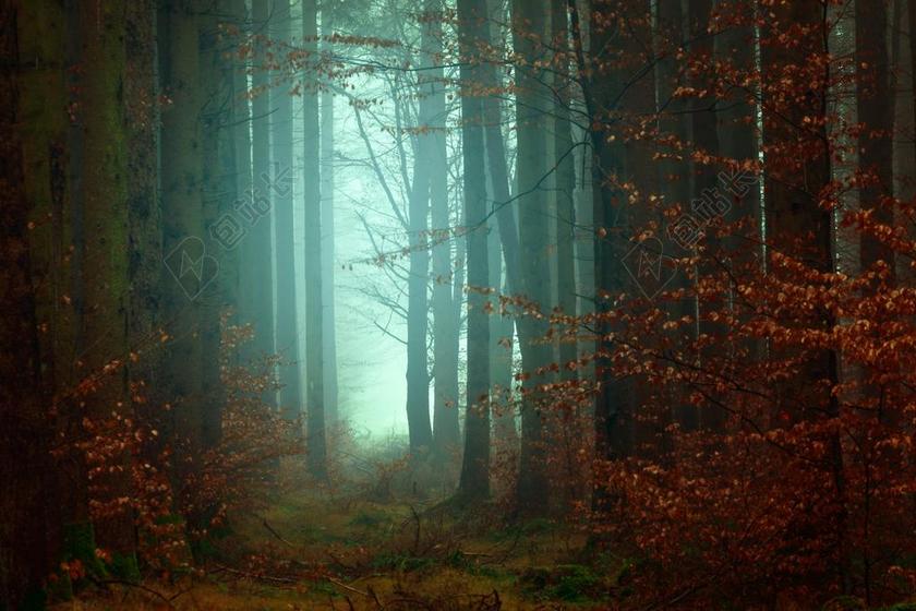 夜晚 晚上 黑夜 黑暗 灯光 霓虹灯 墙 围墙 表面 隔阂 背景 美女 丽人 优雅 美丽 漂亮 女孩 女人 女性 山 山峰 顶峰 景色 花园 园林 园艺 植物 花 爱情 恋爱 恋人 情人 情侣 浪漫 房子 房间 住宅 树木 丛林 森林 女孩 少女 姑娘 美丽 写字 文章 书籍  秋天 秋日 动物 自然 环境 空白 留白 可爱的 树 树木 树林 森林