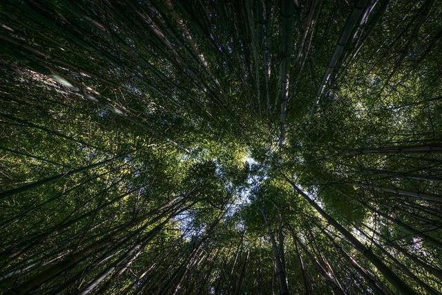 花  美丽 花朵  风景 风光 美景 田园 山水 地球 泥土 草地 操场  墙 围墙 表面 隔阂 背景  健身 形体 女性 树木 丛林 森林 活力 树 树木 树林 森林 山 山峦 山峰