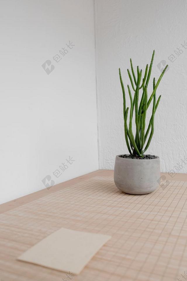 墙 围墙 表面 隔阂 背景 花园 园林 园艺 植物 花  室内 室内装修 装潢 艺术设计 家装 房子 房间 住宅 家 家园 家居 故乡 美丽 休闲  雨 下雨 惬意