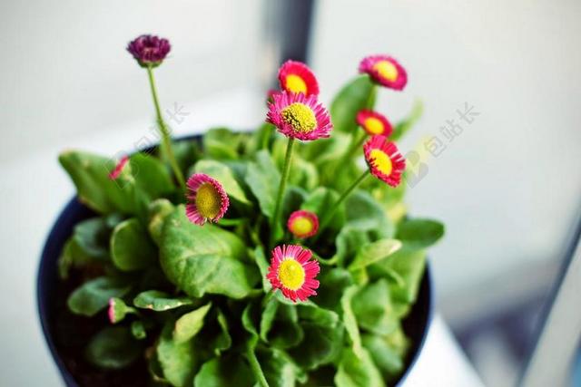 花 玫瑰 美丽 花朵 农场 农田 庄园 灯光 光线 激光 打火机  花园 园林 园艺 植物 花 房间 卧室 家 休闲 家居 房子 房间 住宅 家 家园 家居 故乡 美丽 休闲 蔬菜 素食 素食主义 绿色食品 树木 丛林 森林 自然 环境 窗户 白色 浅色 黑白 简单 清新