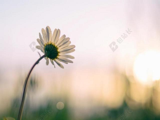 清晨的太阳和白色菊花背景图片