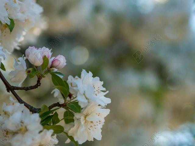 花 玫瑰 美丽 花朵 花园 园林 园艺 植物 花 室内 室内装修 装潢 艺术设计 家装  夏日 夏季 热情 树木 丛林 森林 自然 环境 清新 新鲜 树 树木 树林 森林 白色 浅色 黑白 简单 清新