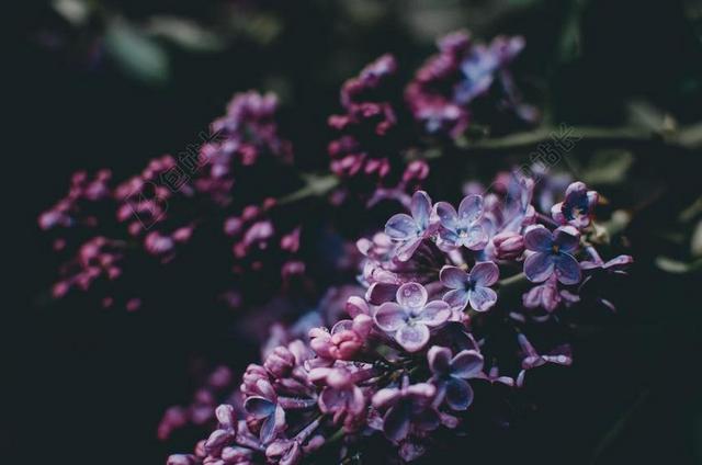 花 玫瑰 美丽 花朵  雨 下雨 忧郁  花园 园林 园艺 植物 花 树木 丛林 森林 雨 下雨 惬意
