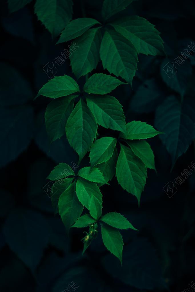 玫瑰 美丽 朵 风景 风光 美景 田园 山水 地球 泥土 草地 操场 纹理 组织 材料 纹  丽人 优雅 美丽 漂亮 女孩 女人 女性 墙 围墙 表面 隔阂 背景 灯光 光线 激光 打火机 园 园林 园艺 植物   爱情 恋爱 恋人 情人 情侣 浪漫 水果 果实 健康 绿色  家 家园 家居 故乡 美丽 休闲 肖像 人物特写 画像  蔬菜 素食 素食主义 绿色 母亲 母爱 自然 环境 书 书籍 阅读 全身像  可爱的 钟 时钟 时间 IPHONE 苹果 苹果手机 商务