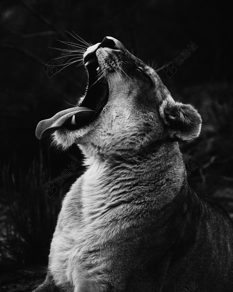 时尚 流行 个性 城市 爱情 恋爱 恋人 情人 情侣 浪漫 狮子 猫 动物 可爱的 白色 浅色 黑白 简单 清新 黑色 暗色 黑白 昏暗