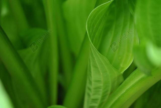 健康 绿色食品 环保 花园 园林 园艺 植物 花 美食 食品 餐饮 放松 休闲  厅 蔬菜 素食 素食主义 绿色食品 夏日 夏季 热情 草地 草坪 草丛 自然 环境 清新 新鲜 活力 雨 下雨 惬意 黑色 暗色 黑白 昏暗